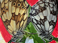 Collage